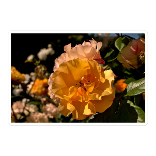 A large rectangular vinyl sticker with an image of pastel pink and yellow roses in garden.