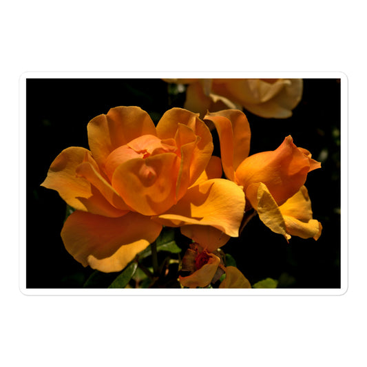 A large rectangular vinyl sticker with a high-contrast image of vivid orange roses against a dark background.