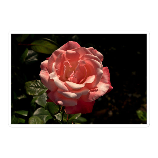A large rectangular vinyl sticker with a high contrast image of a light pink rose bloom with dark green leaves.