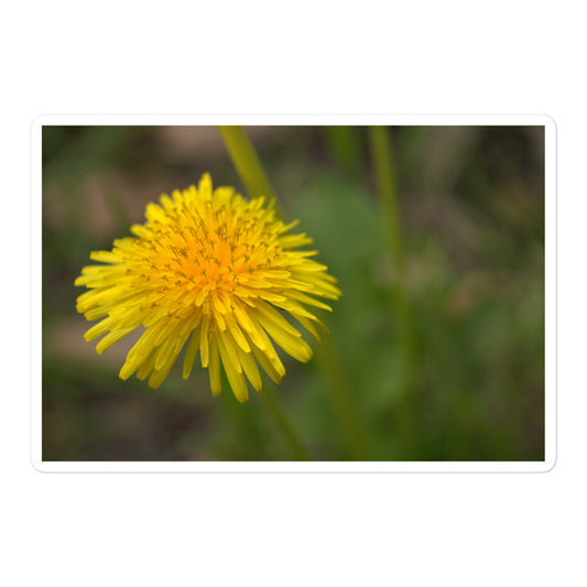 A large rectangular vinyl sticker with an image of a bright yellow dandelion bloom.