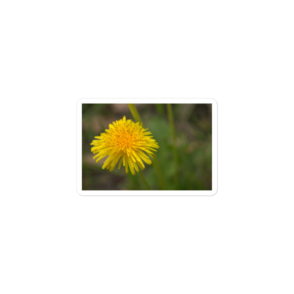 A small rectangular vinyl sticker with an image of a bright yellow dandelion bloom.