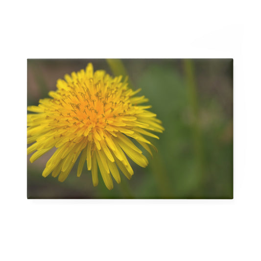 A rectangular button magnet with a close-up image of a yellow dandelion flower head.