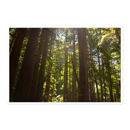 A large rectangular vinyl sticker with an image of sun shining into a redwood forest.