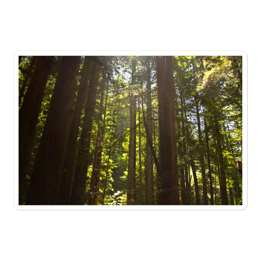 A large rectangular vinyl sticker with an image of sun shining into a redwood forest.