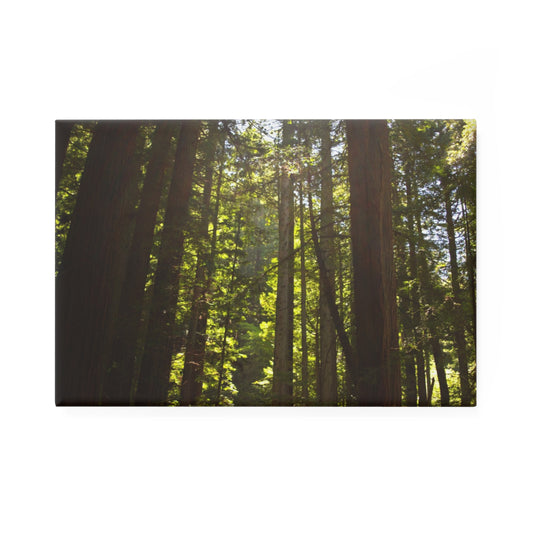 A rectangular button magnet with an image of sun rays shining through towering redwood trees.