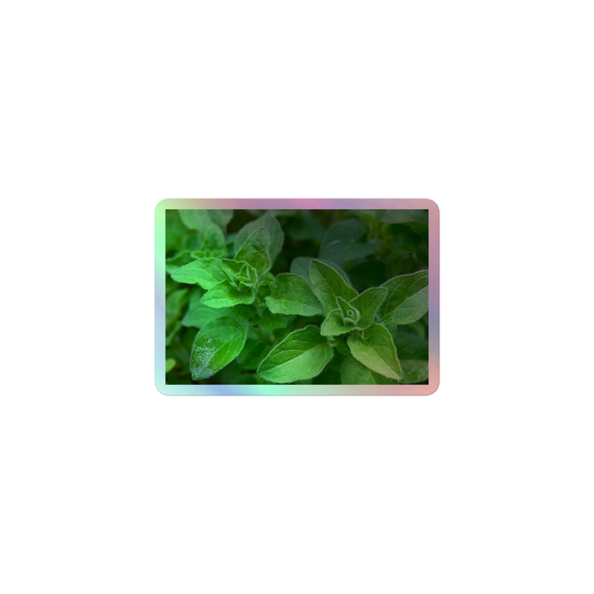 A small rectangular holographic sticker with a close-up image of vivid green oregano leaves.