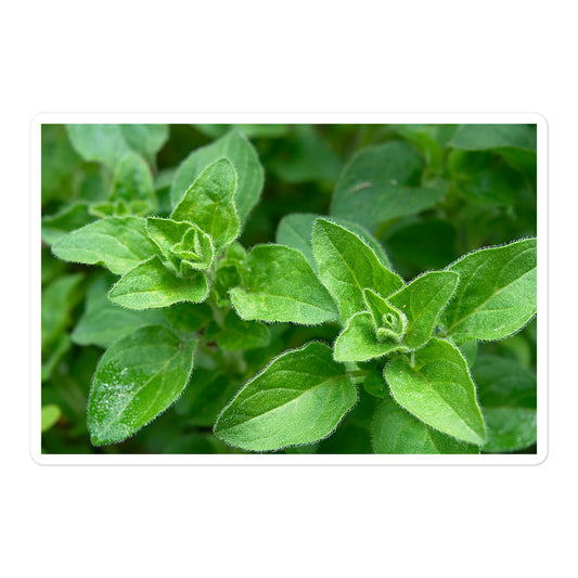 A large rectangular vinyl sticker with a close-up image of bright green oregano leaves.