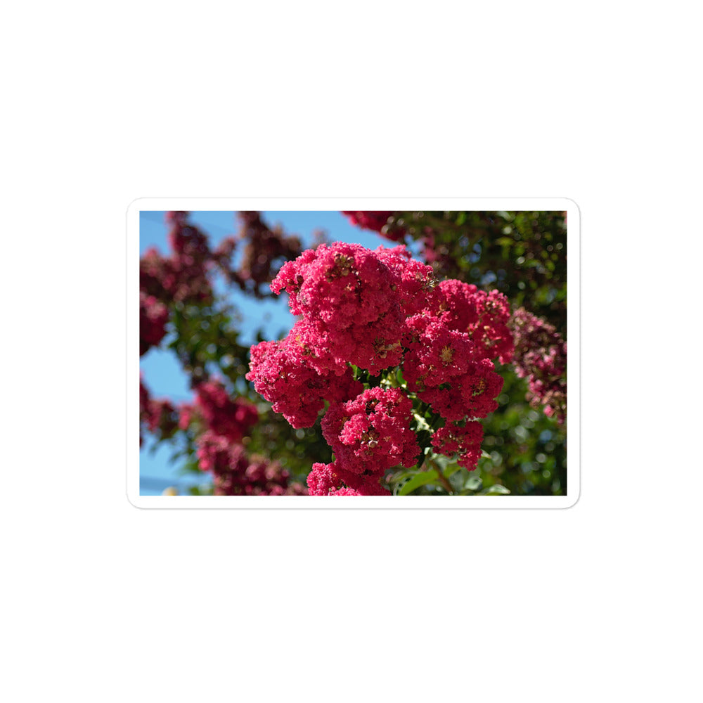 A medium rectangular vinyl sticker with an image of vivid pink crape myrtle blooms.