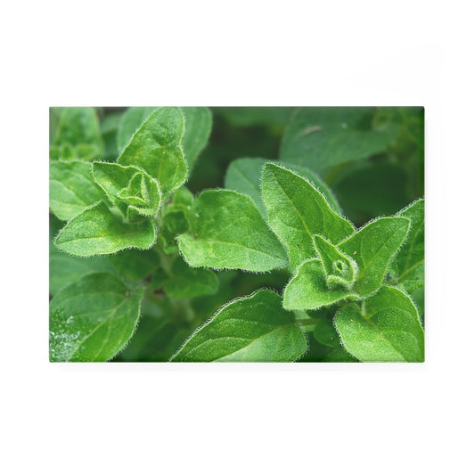 A rectangular button magnet with an image of fresh oregano leaves growing in a garden.