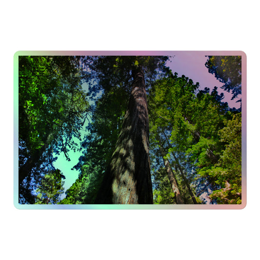 A large rectangular holographic sticker with an image looking up at a giant sequoia redwood tree.