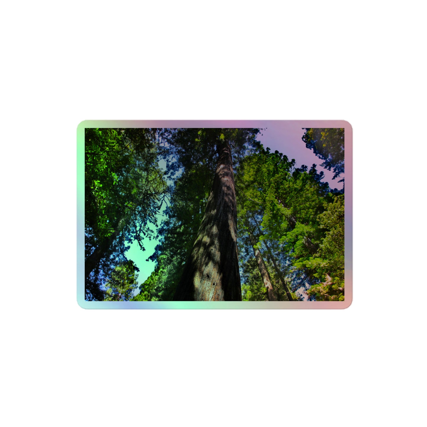 A medium rectangular holographic sticker with an image looking up at a giant sequoia redwood tree.