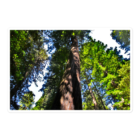 A large rectangular vinyl sticker with an image of a giant Sequoia redwood tree.