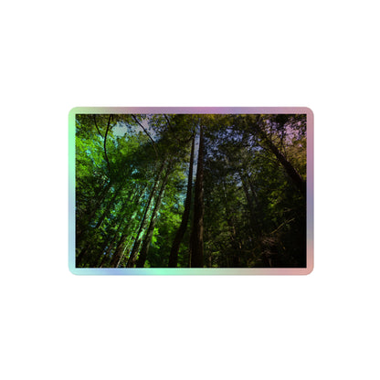 A medium rectangular holographic sticker with an image looking up at a line of redwood trees with bright green leaves and reddish-brown bark.