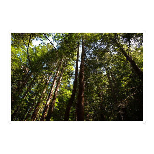 A large rectangular vinyl sticker with an image of a row of redwood trees with bright green leaves.