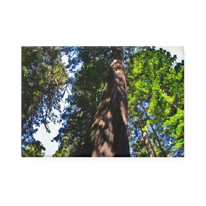 A rectangular button magnet with an image of a Giant Sequoia tree seen from below, surrounded by lush green leaves and a blue sky.
