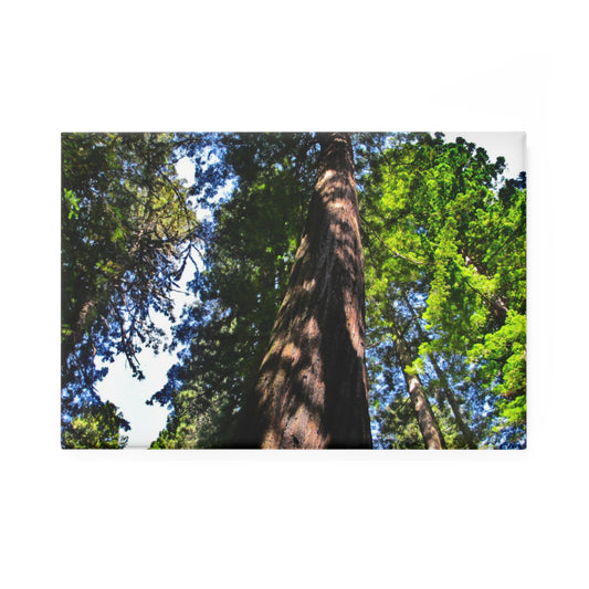 A rectangular button magnet with an image of a Giant Sequoia tree seen from below, surrounded by lush green leaves and a blue sky.