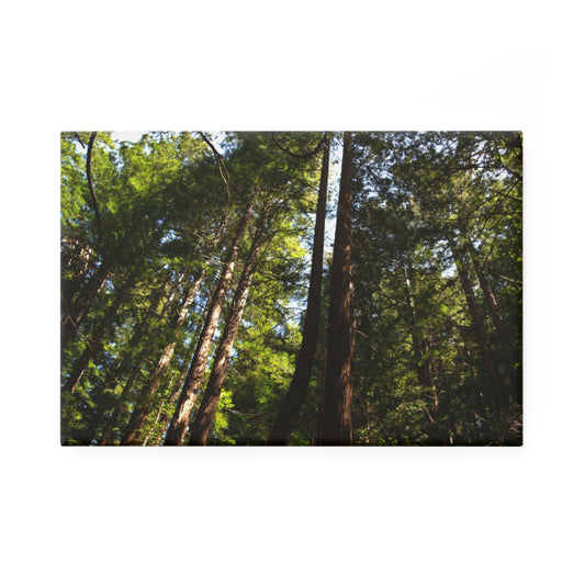 A rectangular button magnet featuring a shot looking upwards at a sunlit redwood grove.