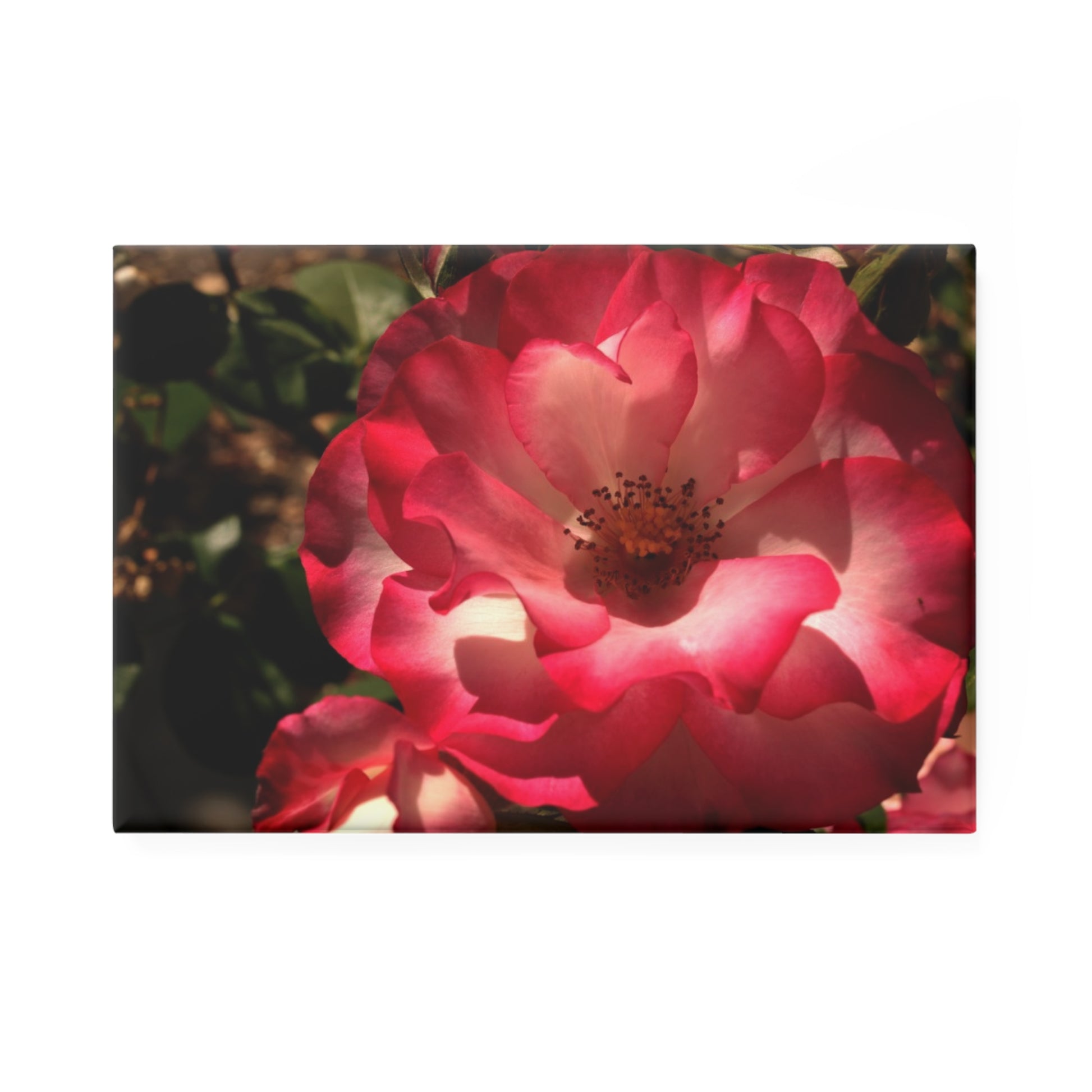 A rectangular button magnet featuring a pastel pink rose with soft gradient petals turning to white in the center, surrounded by green foliage.