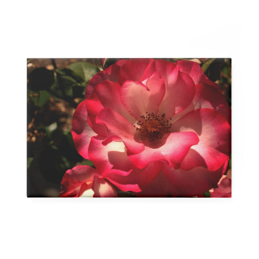 A rectangular button magnet featuring a pastel pink rose with soft gradient petals turning to white in the center, surrounded by green foliage.