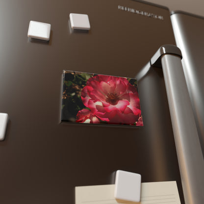 Lifestyle photo of a rectangular button magnet featuring a pastel pink rose with soft gradient petals turning to white in the center, placed on a fridge.