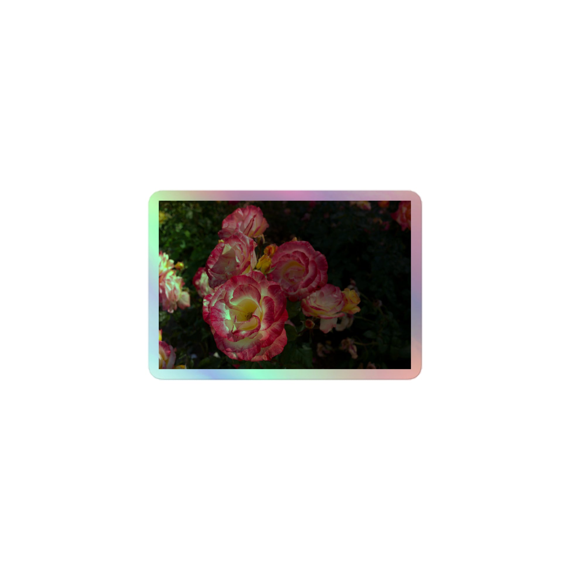 A small rectangular holographic sticker with an image of pink, yellow and white rose blooms with dark green leaves.