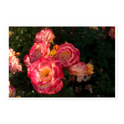 A large rectangular vinyl sticker with an image of a garden with pink, yellow, and white roses.