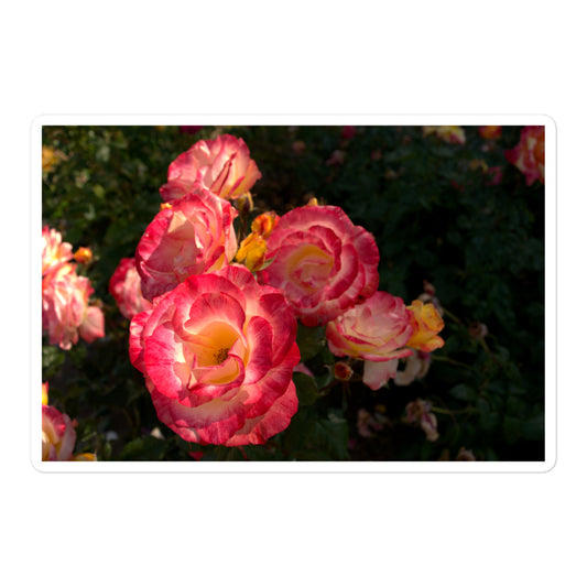 A large rectangular vinyl sticker with an image of a garden with pink, yellow, and white roses.
