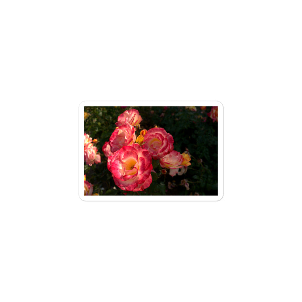 A small rectangular vinyl sticker with an image of a garden with pink, yellow, and white roses.