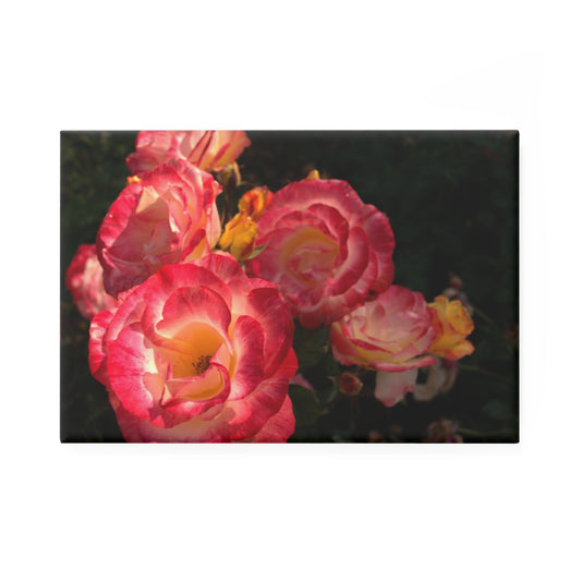 A rectangular button magnet with an image of pink and gold blooms in a rose garden.