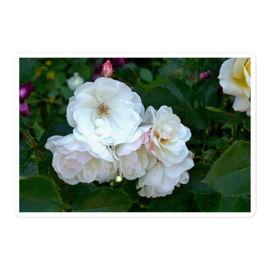 A large rectangular vinyl sticker with an image of white roses among dark green leaves.