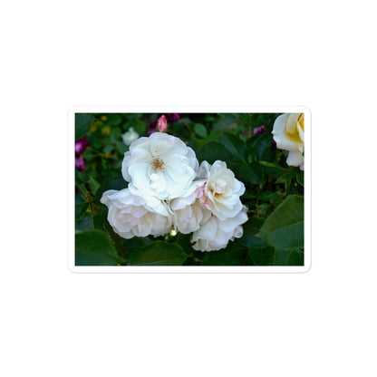 A medium rectangular vinyl sticker with an image of white roses among dark green leaves.