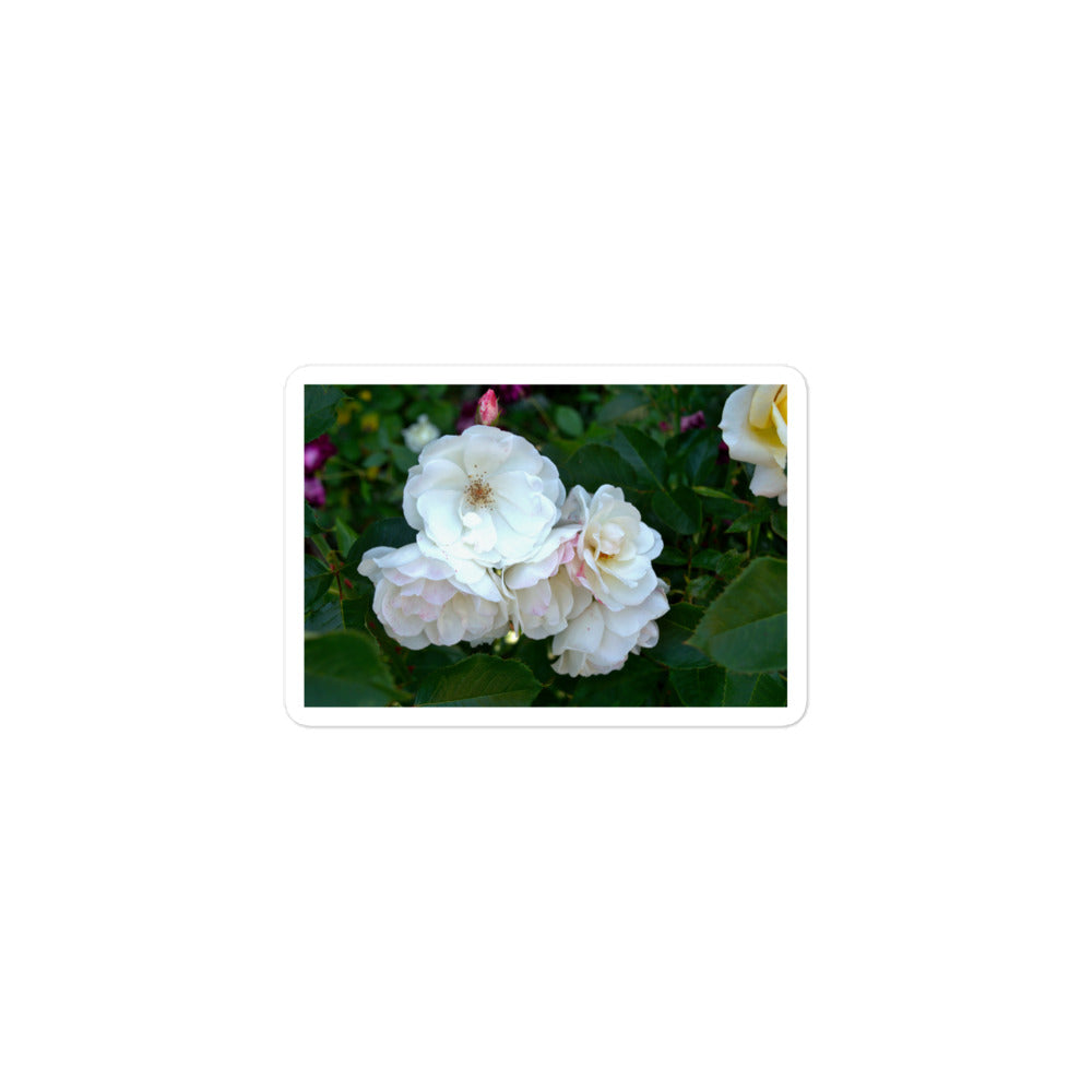 A small rectangular vinyl sticker with an image of white roses among dark green leaves.