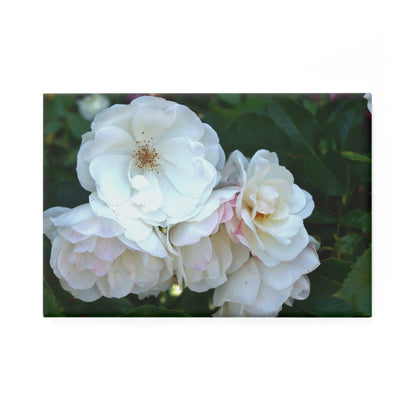 A rectangular button magnet with an image of a white rose bush in the center.