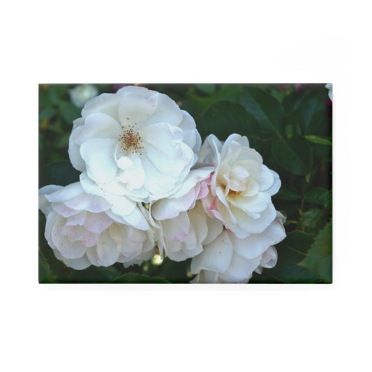 A rectangular button magnet with an image of a white rose bush in the center.