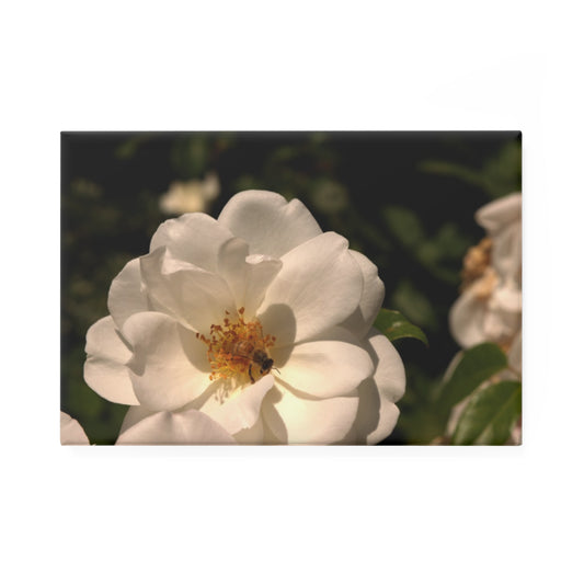 A rectangular button magnet featuring a pure white rose with dark green leaves and a honeybee in the center.