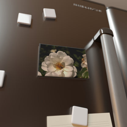 Lifestyle photo of a rectangular button magnet featuring a pure white rose with dark green leaves and a honeybee in the center, placed on a fridge.