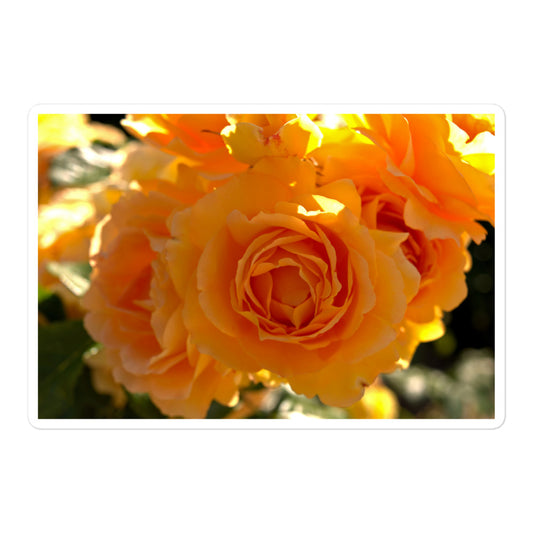 A large rectangular vinyl sticker with an image of bright orange rose blooms.