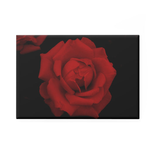 A rectangular button magnet with an image of a vivid red rose design.