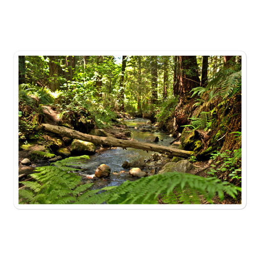 A large rectangular vinyl sticker with an image of a creek in a redwood forest with ferns.