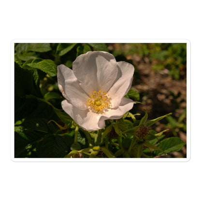 A large rectangular vinyl sticker with an image of white rose bloom with yellow stamen.