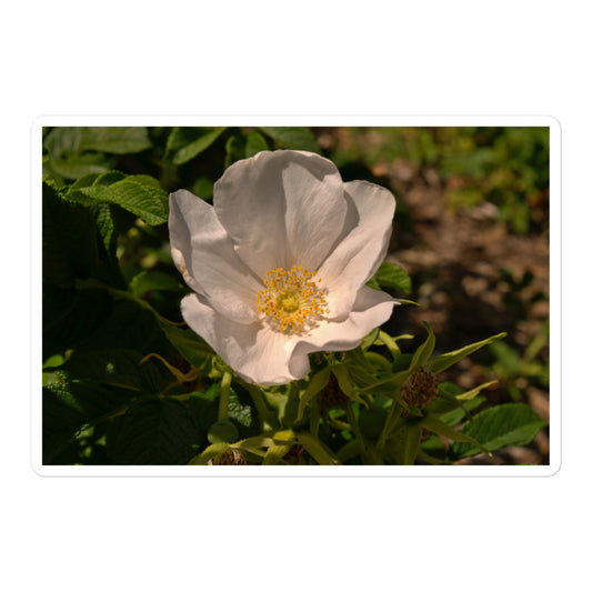 A large rectangular vinyl sticker with an image of white rose bloom with yellow stamen.