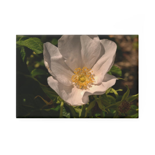 A rectangular button magnet with an image of a single white rose bloom in the center, surrounded by green leaves.