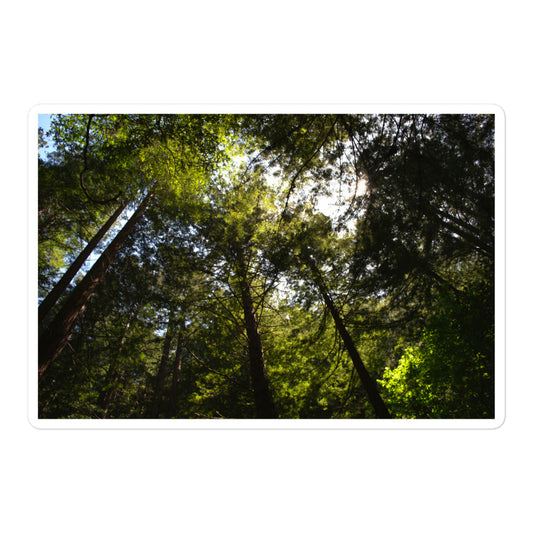 A large rectangular vinyl sticker with an image of a circle of redwood trees as seen from below.