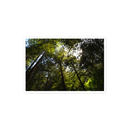 A medium rectangular vinyl sticker with an image of a circle of redwood trees as seen from below.