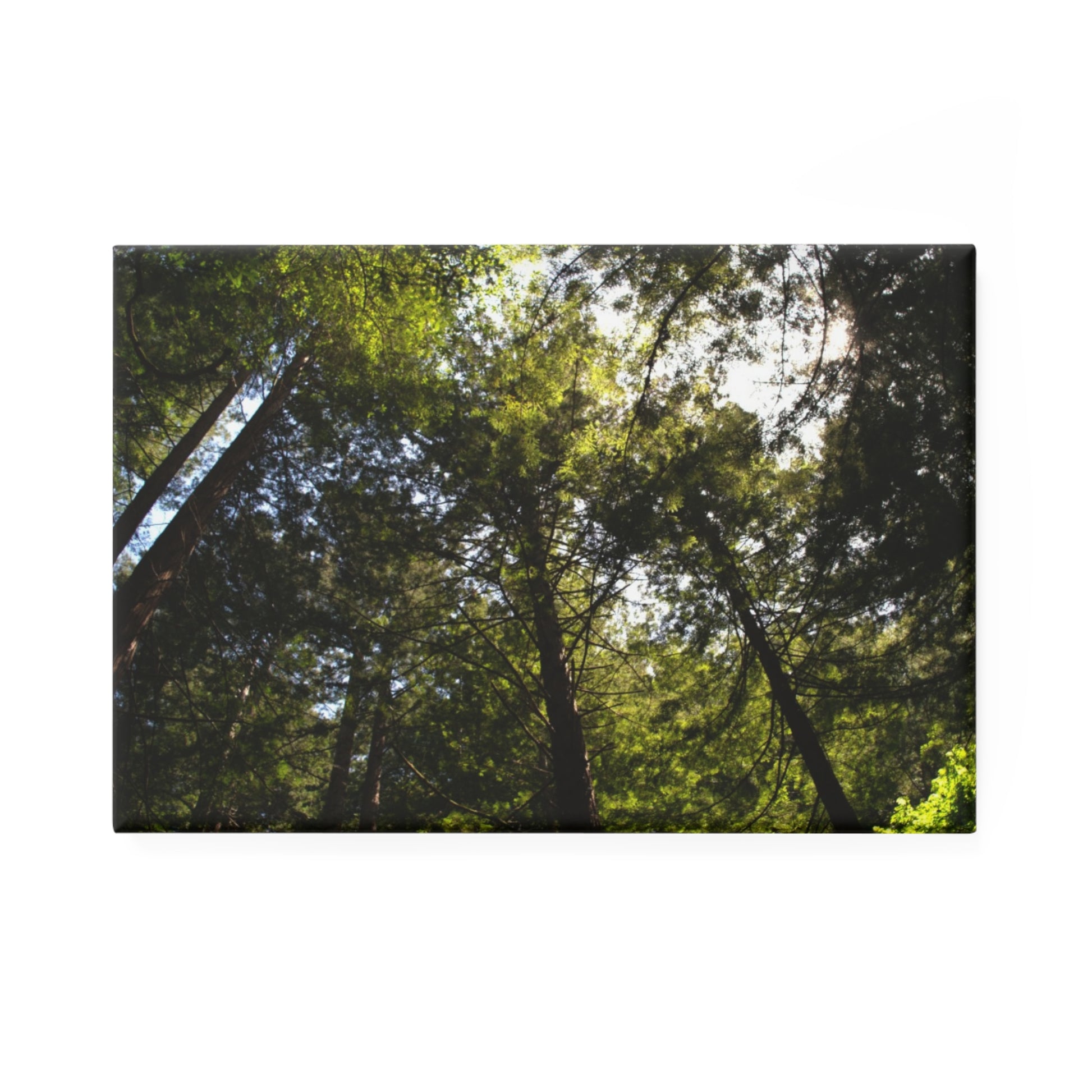 A rectangular button magnet featuring a shot looking upward at a redwood grove with sunlight filtering through the trees.