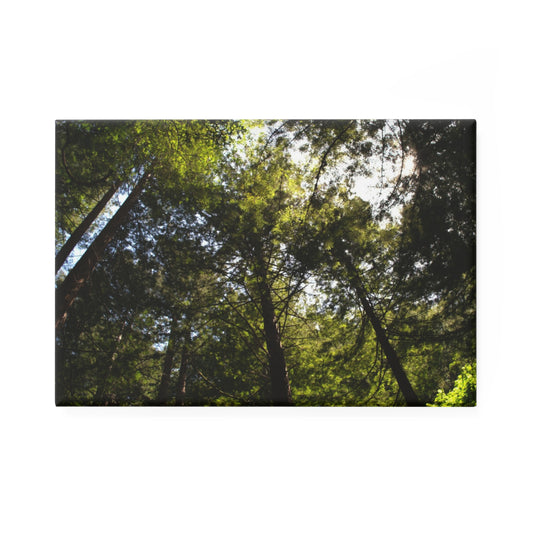 A rectangular button magnet featuring a shot looking upward at a redwood grove with sunlight filtering through the trees.