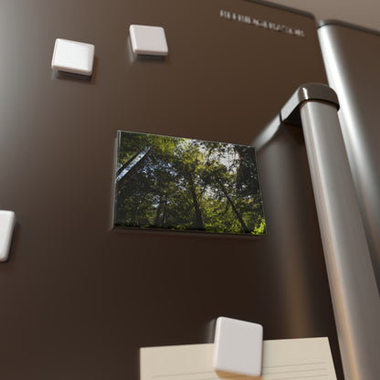 Lifestyle photo of a rectangular button magnet featuring a shot looking upward at a redwood grove with sunlight filtering through the trees, placed on a fridge.