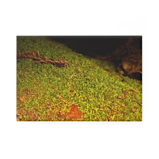 A rectangular button magnet with an image of a soft blanket of moss on a fallen tree.