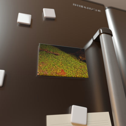 Lifestyle photo of a rectangular button magnet with an image of a soft blanket of moss on a fallen tree, placed on a fridge.