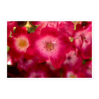 A large rectangular vinyl sticker with an image of dark pink flowers with white centers.